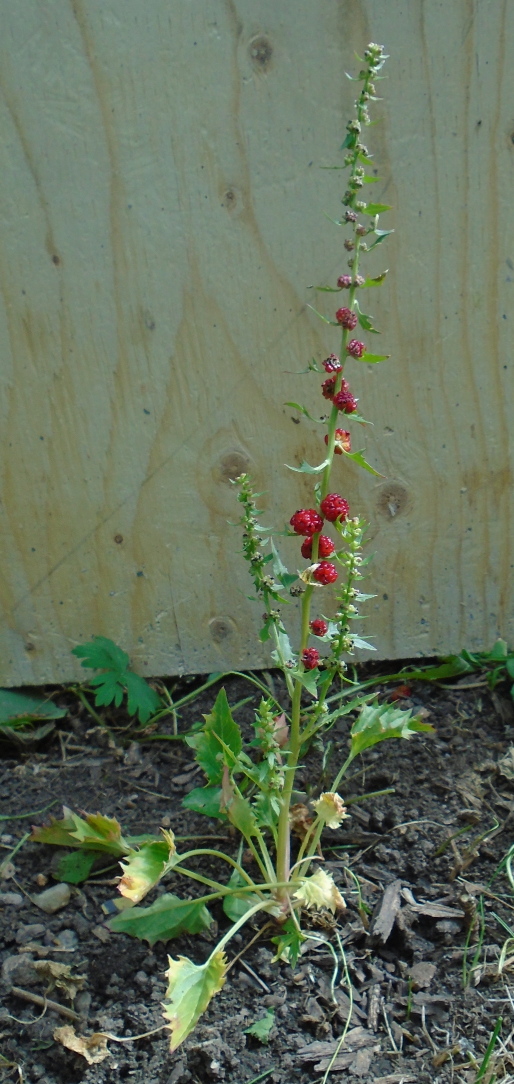 unknown plant!