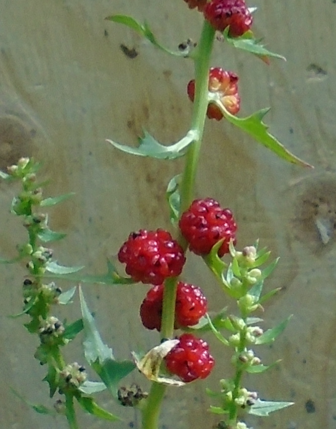 unknown plant close up of berries(?!)